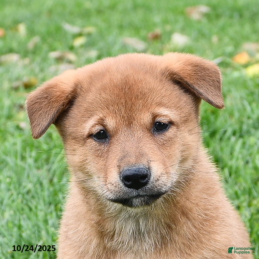 Mixed Breed dogs for sale: Tootsie - Ad 19