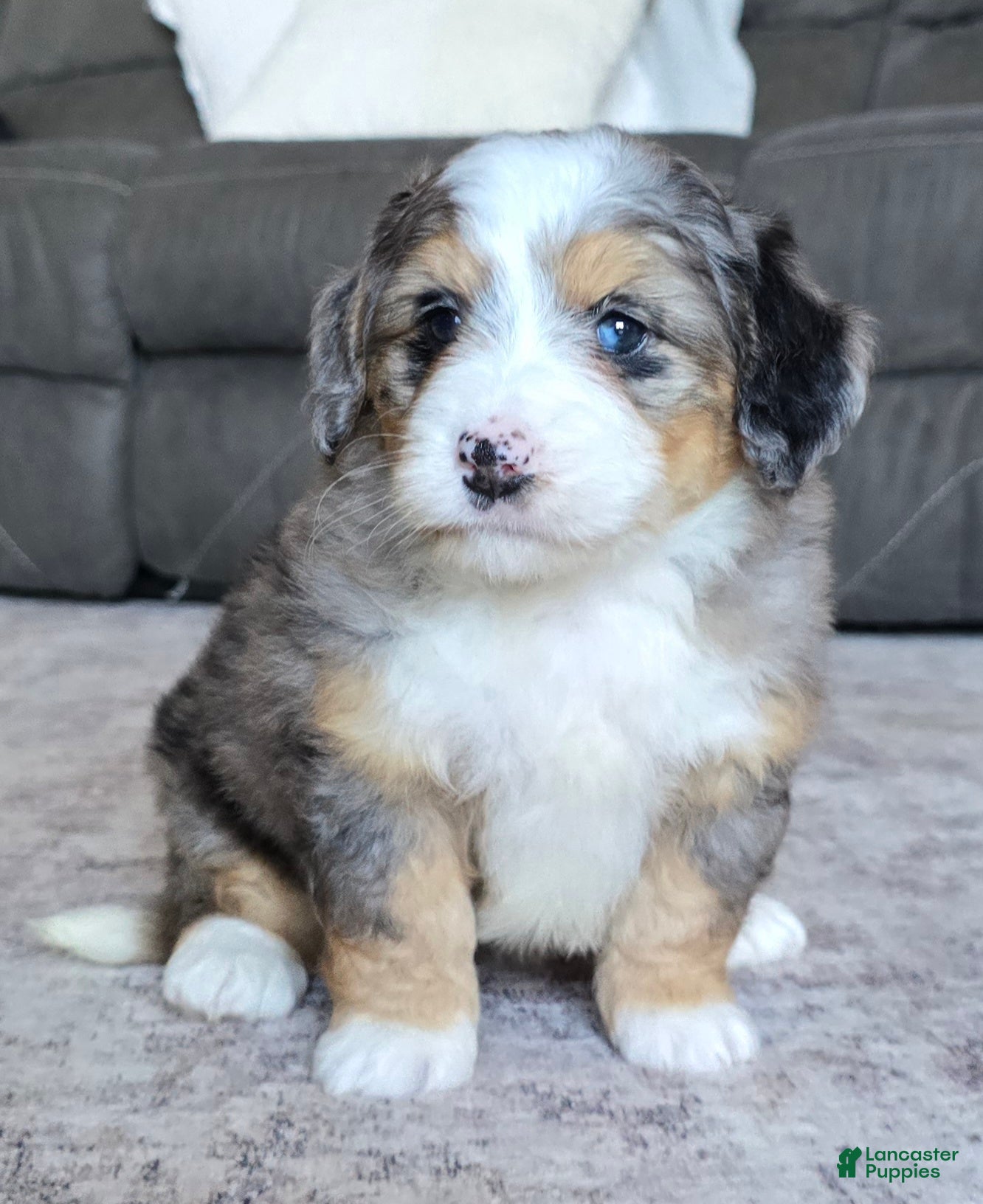 Mini Bernedoodle dogs Mini Ellie - Ad 2
