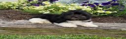 Havanese dogs for sale: Toby - Ad 5