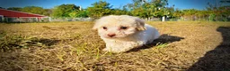 Havapoo dogs for sale: Leo-Sale!!! - Ad 5