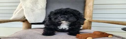 Mini Bernedoodle dogs for sale: Brock - Ad 4