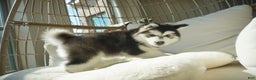 Alaskan Malamute dogs for sale: Xiao Cheng - Ad 2
