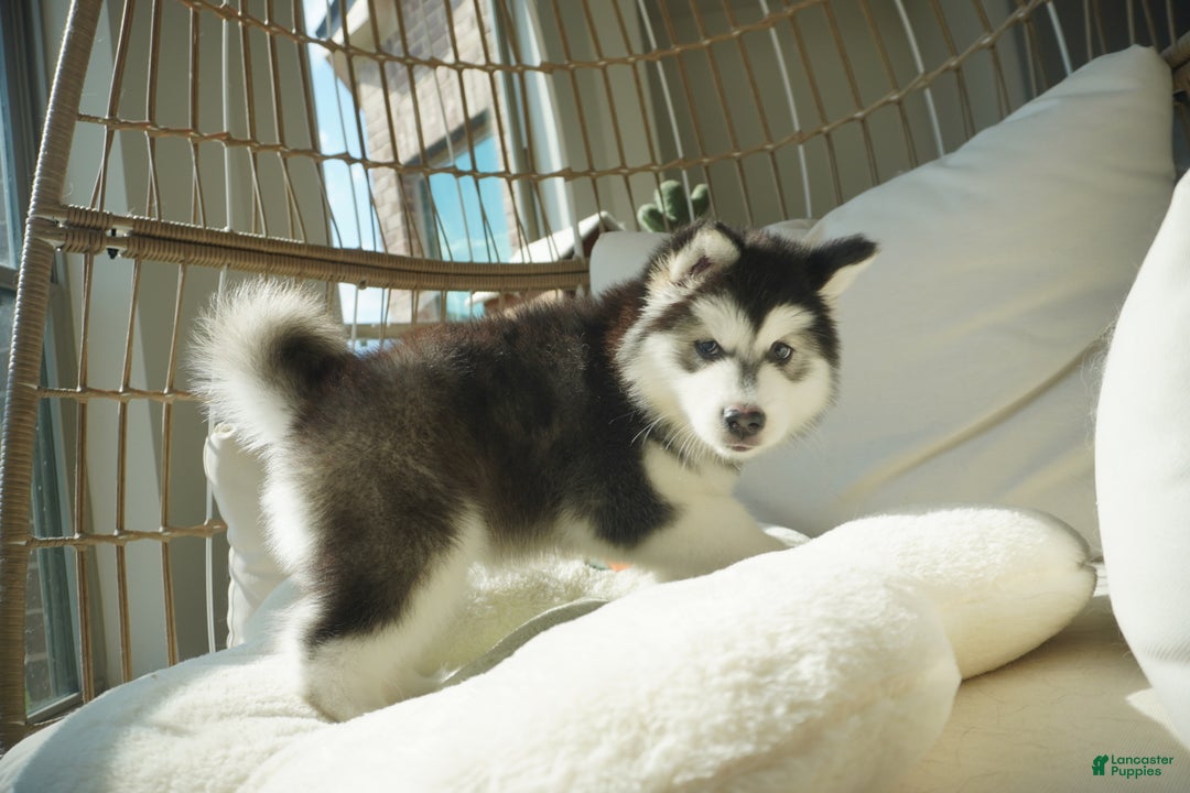Alaskan Malamute dogs for sale: Xiao Cheng - Ad 2