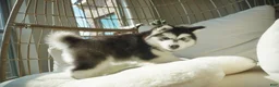 Alaskan Malamute dogs for sale: Xiao Cheng - Ad 4