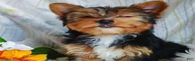 Samantha