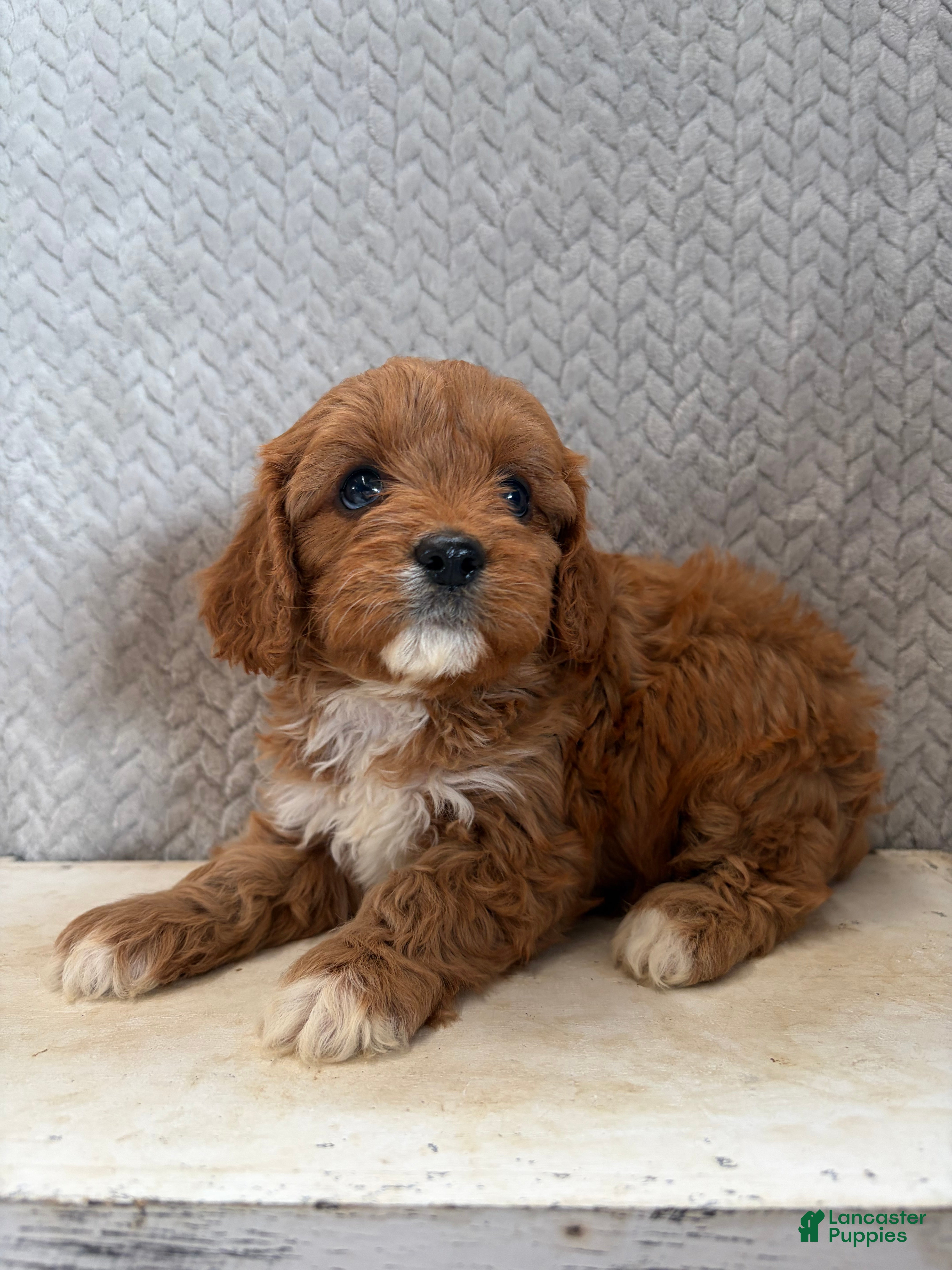 Cavapoo dogs Maggie - Ad 1