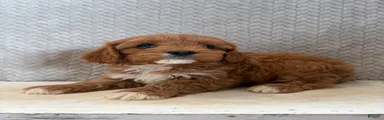 Maggie