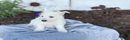 West Highland Terrier dogs for sale: Bentley - Ad 11