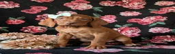 Vizsla dogs for sale: Kameron - Ad 1