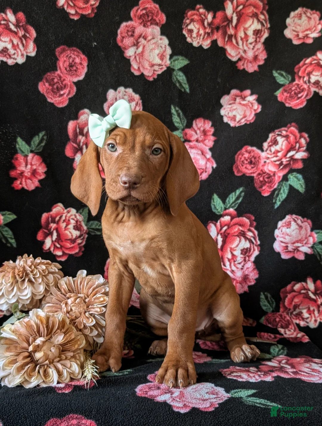 Vizsla dogs for sale: Kameron - Ad 1