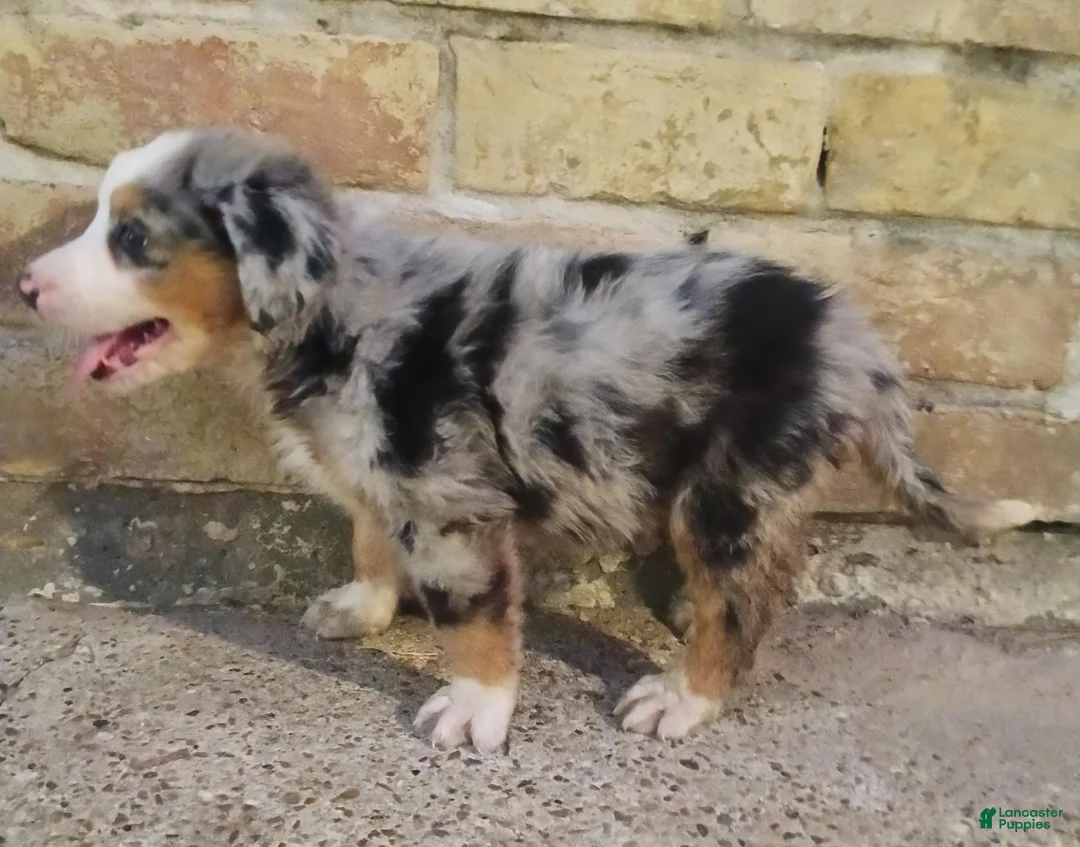 Mixed Breed dogs for sale: Bee - Ad 2