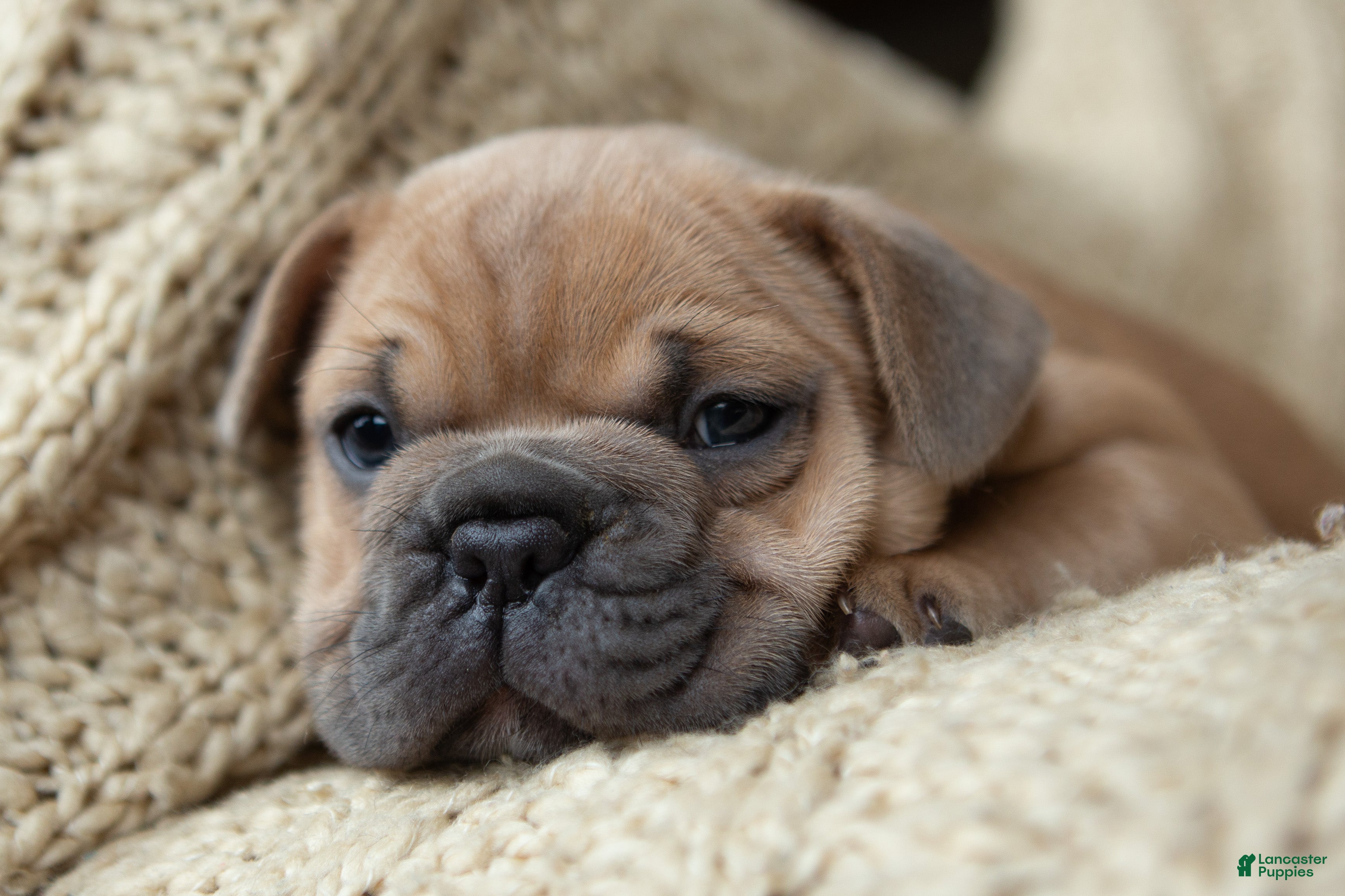 French Bulldog dogs Pauly AKC - Ad 1