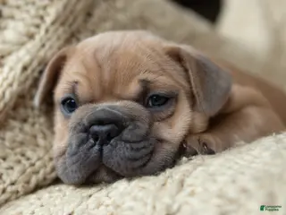 French Bulldog dogs for sale: Pauly AKC - Ad 2