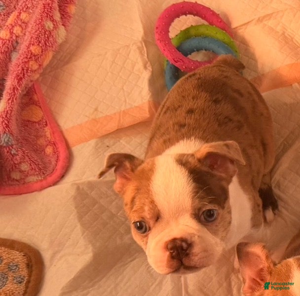 Boston Terrier dogs Reiina - Ad 1