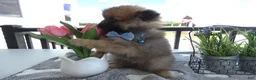 Pomeranian dogs for sale: Pomeranian 1 Sylvester - Ad 4