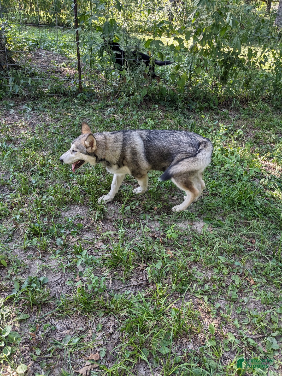 Alaskan Malamute dogs for sale: Willow - Ad 2