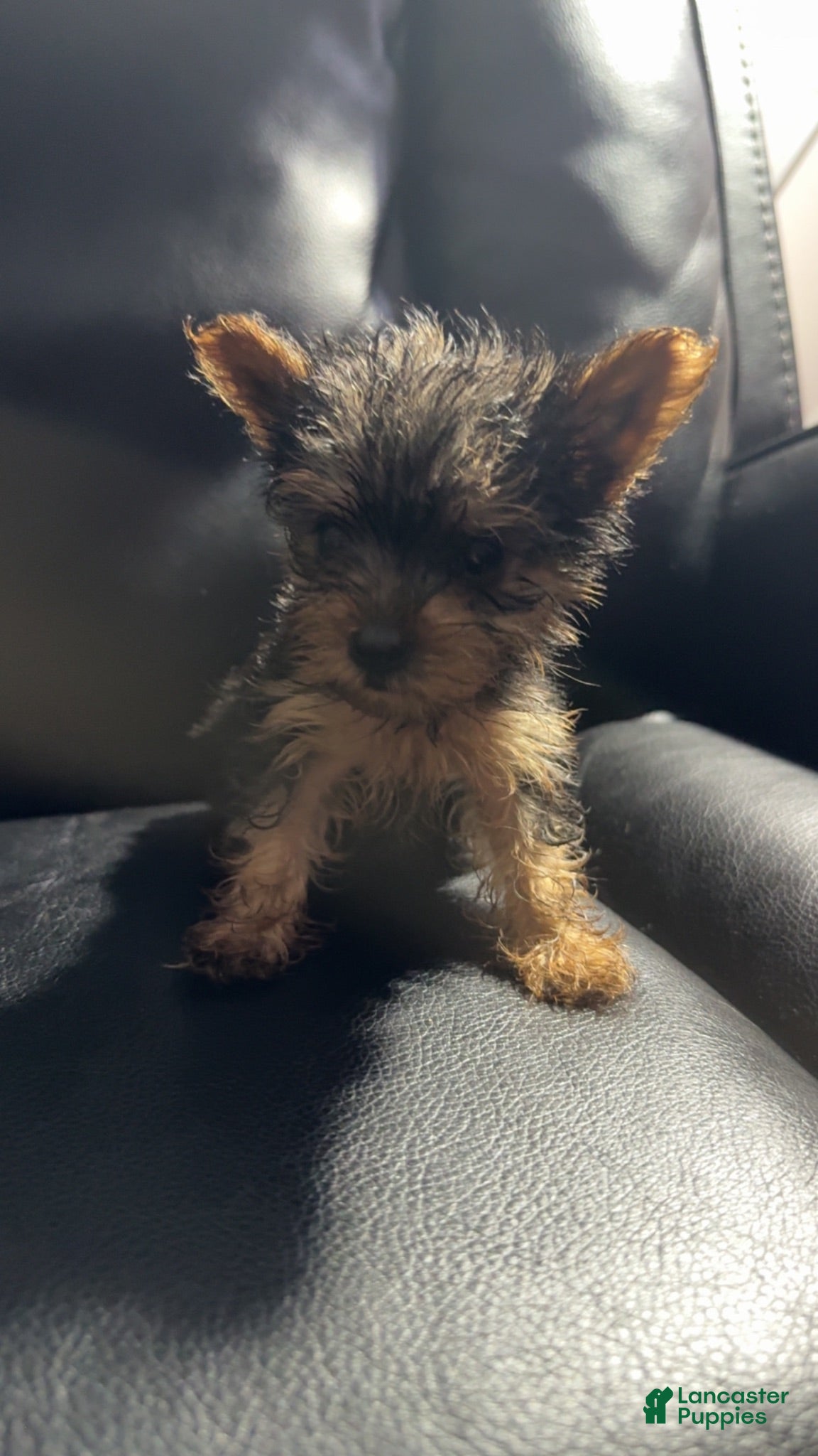 Yorkshire Terrier dogs Yoshi - Ad 1