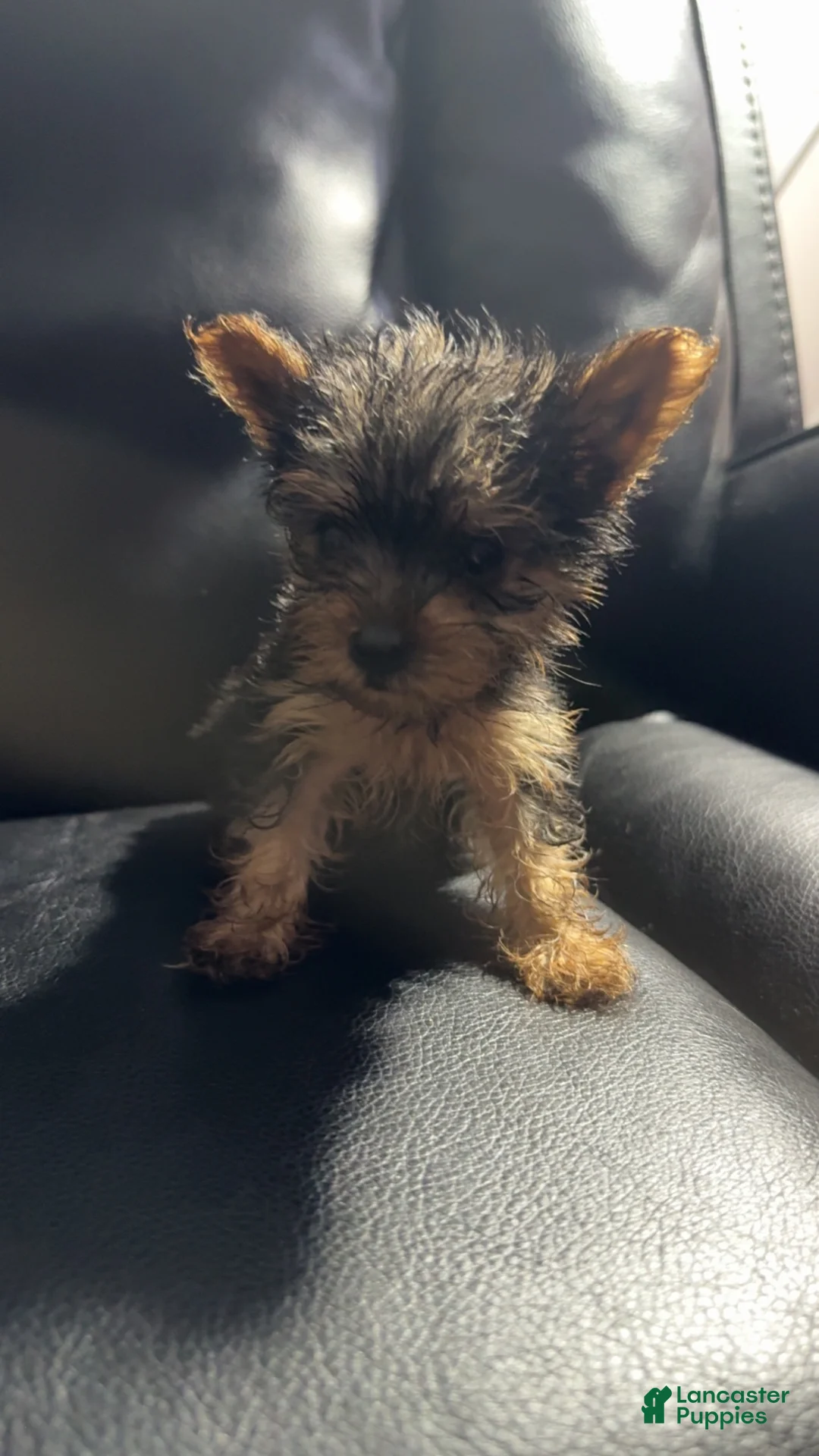 Yorkshire Terrier dogs for sale: Yoshi - Ad 1