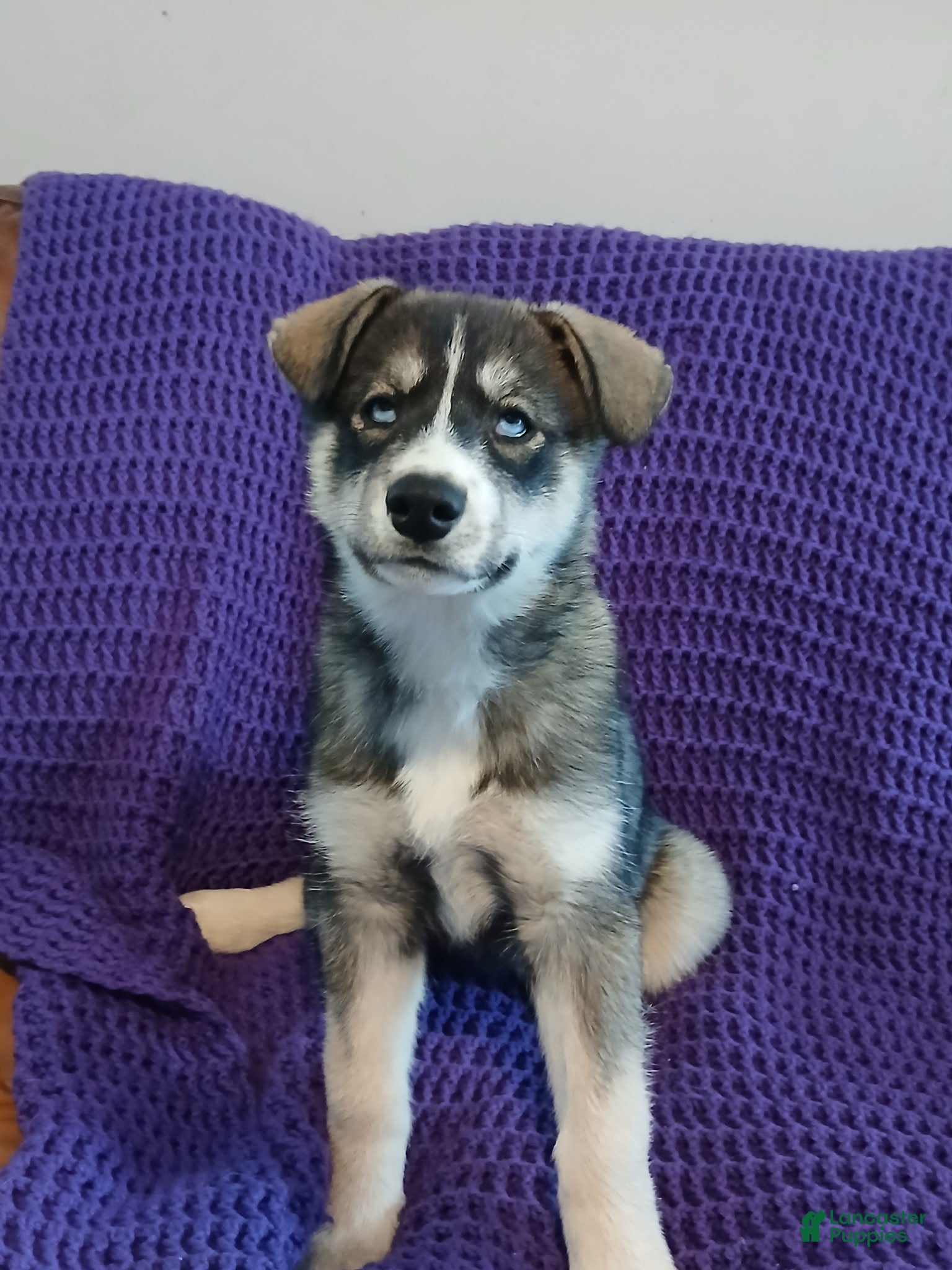 Siberian Husky dogs Siberian Husky Puppy 1 - Ad 24