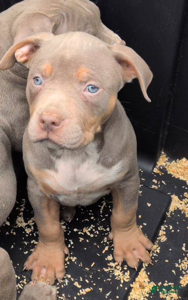 American Bully dogs Carnage  - Ad 1