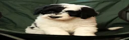 Sheepadoodle dogs for sale: Diesel - Ad 7