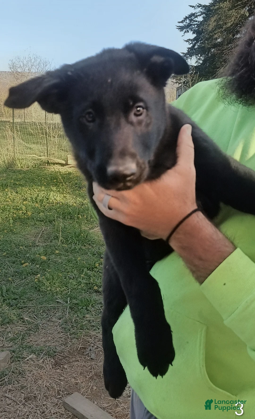 German Shepherd dogs for sale: German Shepherd Puppy 4 - Ad 1