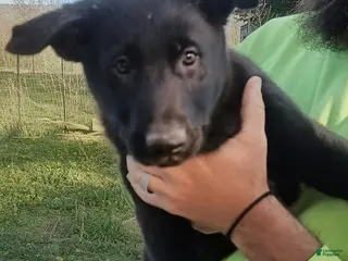 German Shepherd dogs for sale: German Shepherd Puppy 4 - Ad 1