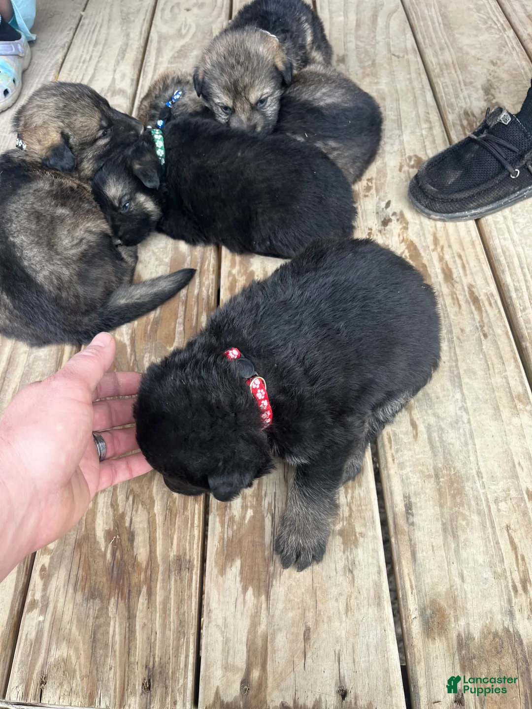German Shepherd dogs for sale: German Shepherd Puppy 4 - Ad 1