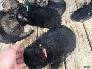 German Shepherd dogs German Shepherd Puppy 4 - Ad 7