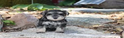 Miniature Schnauzer dogs for sale: Tina - Ad 7