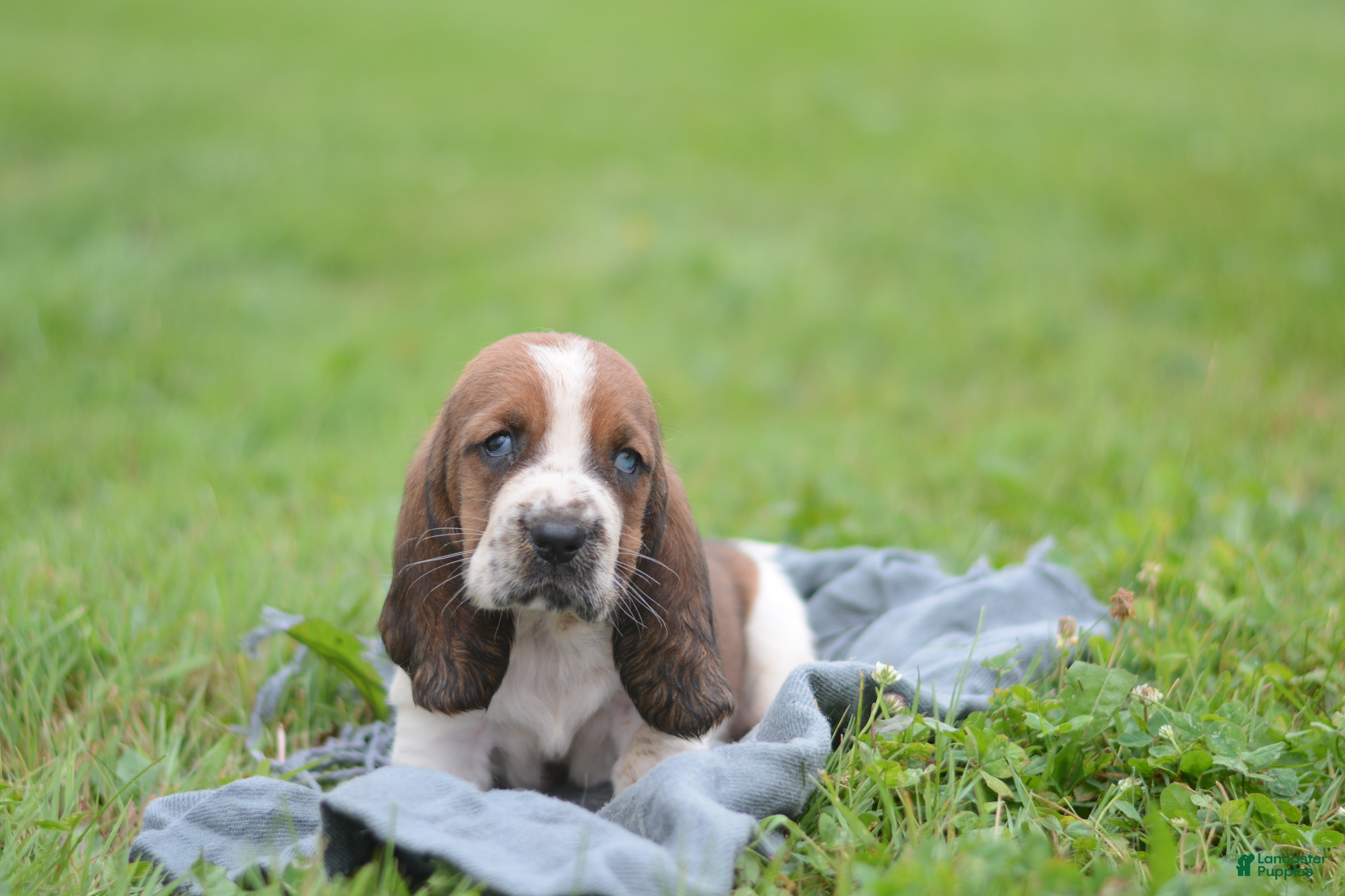 Basset Hound dogs Tammy - Ad 1