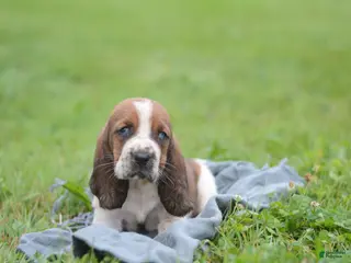 Basset Hound dogs for sale: Tammy - Ad 3