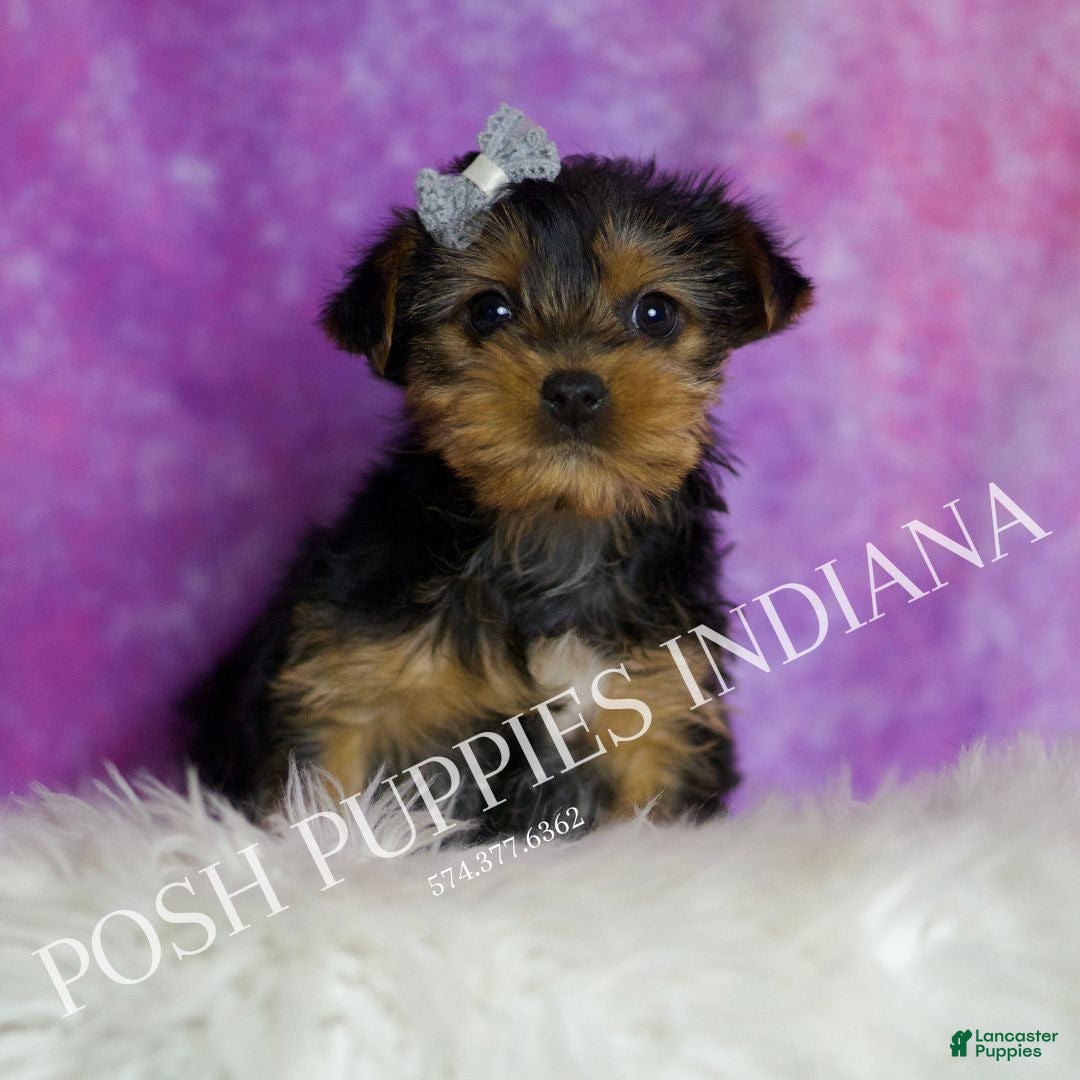 Yorkshire Terrier dogs Zuma - Ad 15