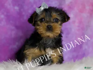 Yorkshire Terrier dogs Zuma - Ad 14