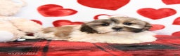Malshi dogs for sale: Fifi - Ad 4