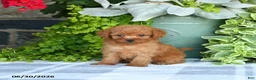 Mini Goldendoodle dogs for sale: Krista - Ad 4