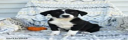 Border Collie dogs for sale: Ethan - Ad 3