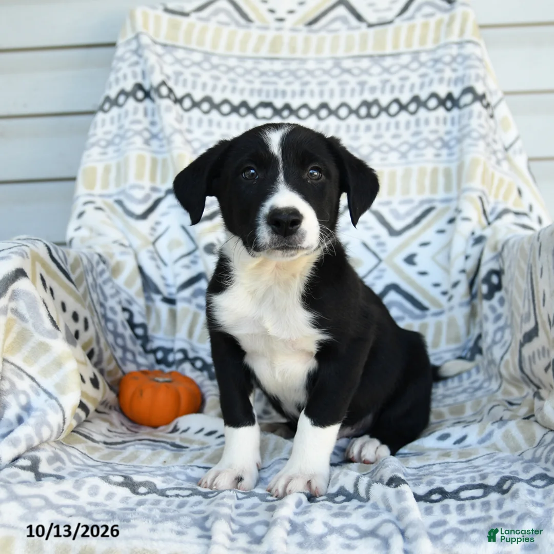 Border Collie dogs for sale: Ethan - Ad 3