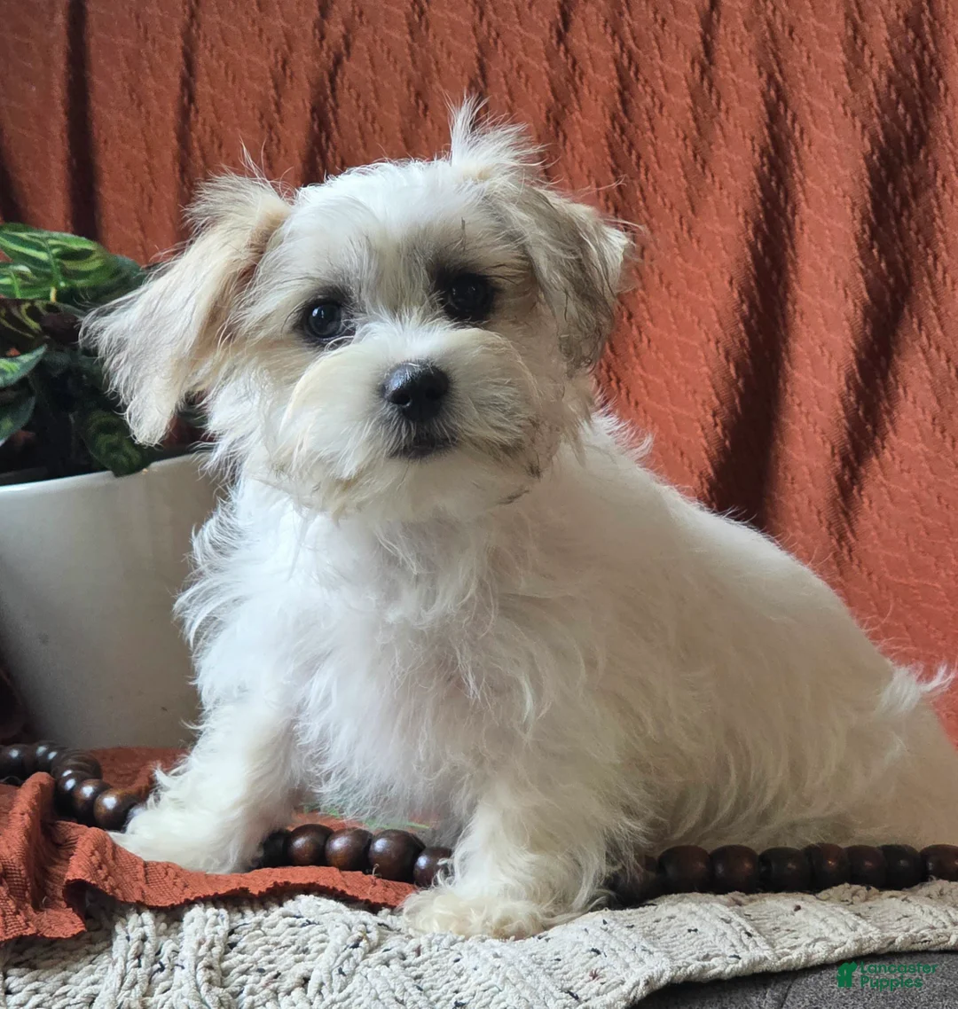 Mixed Breed dogs for sale: Voilet - Ad 3