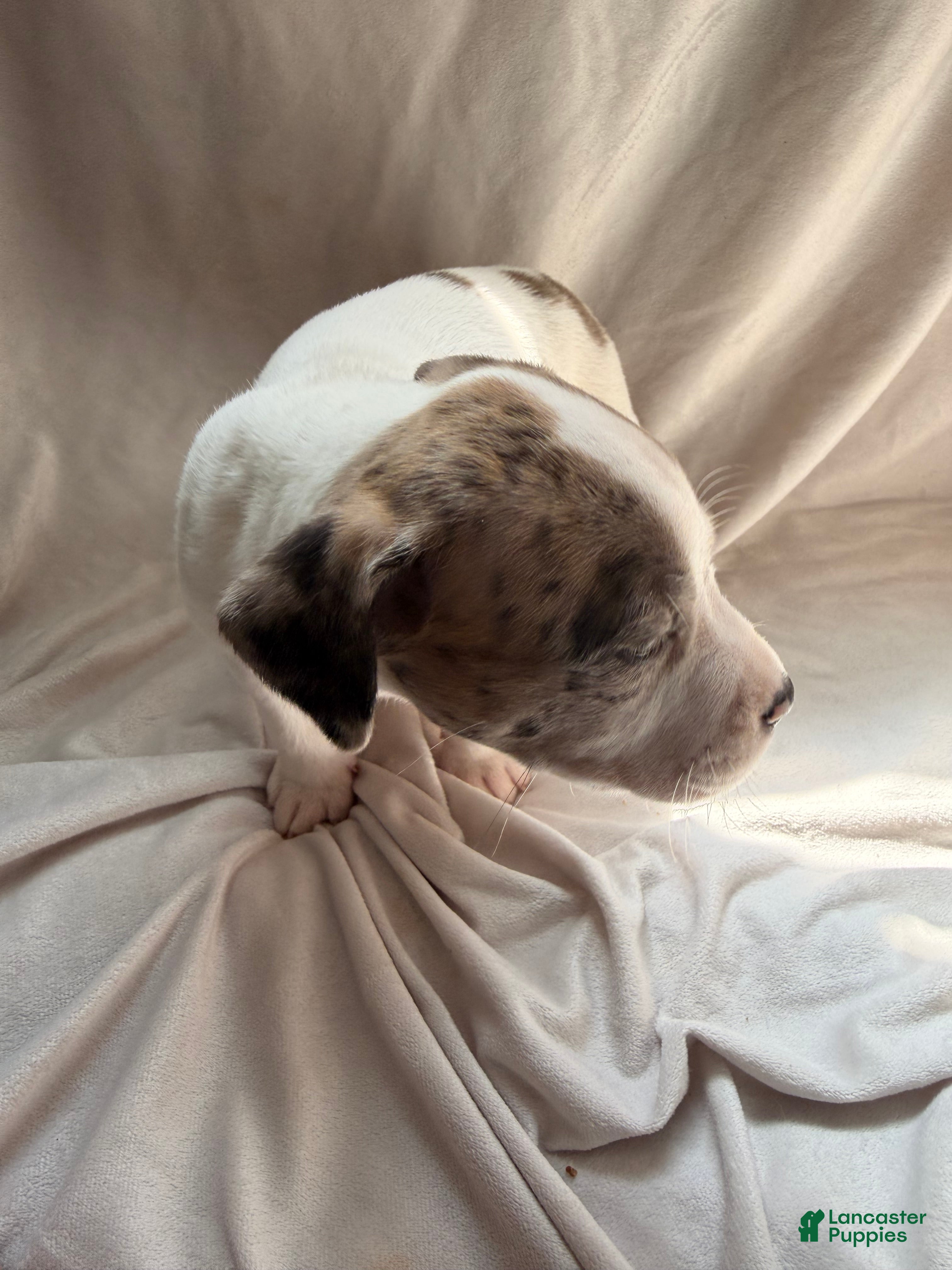 Mixed Breed dogs for sale: Mixed Breed Puppy 6 - Ad 2