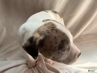 Mixed Breed dogs for sale: Mixed Breed Puppy 6 - Ad 2