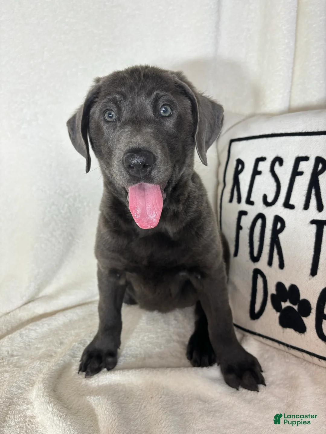 Labrador Retriever dogs for sale: Bailey - Ad 1