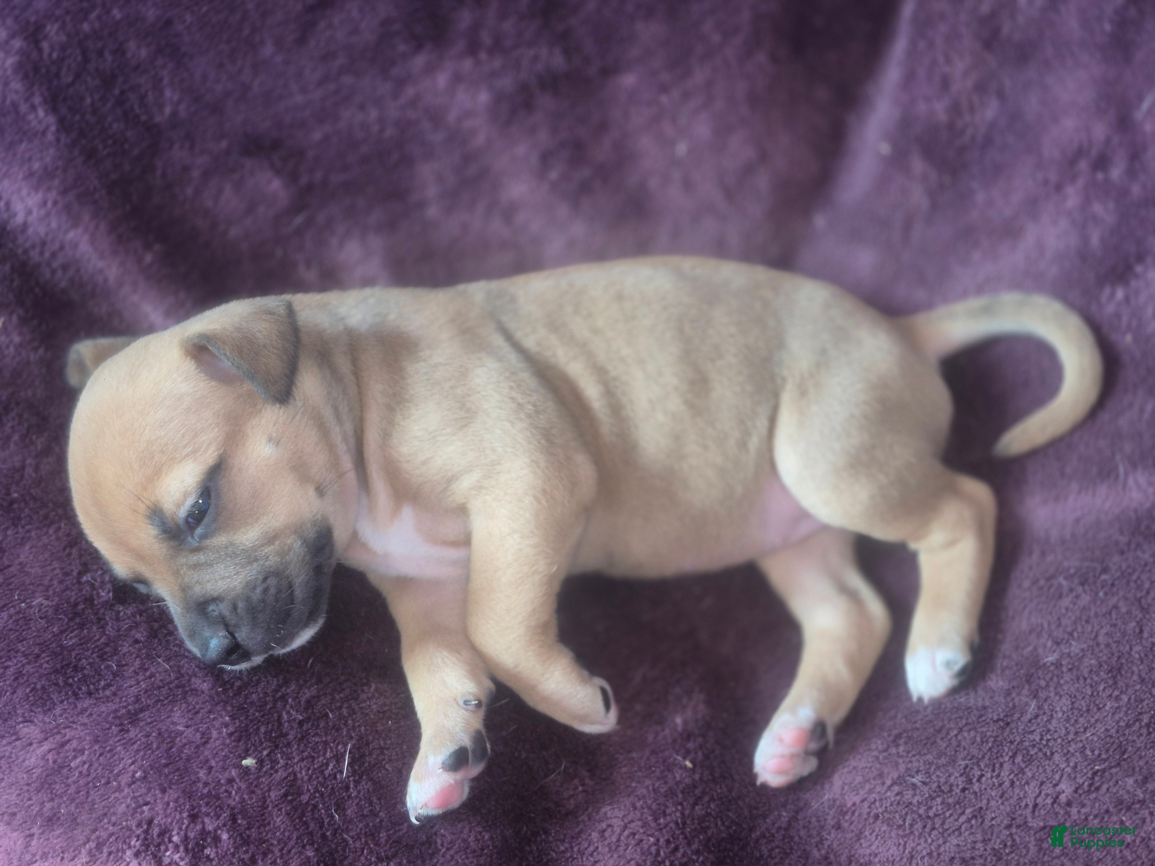 American Pit Bull Terrier dogs Trinity - Ad 5