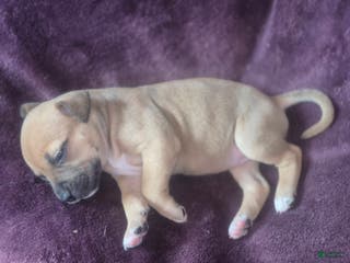 American Pit Bull Terrier dogs Trinity - Ad 7