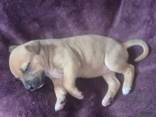 American Pit Bull Terrier dogs Trinity - Ad 6