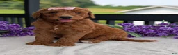 Goldendoodle dogs for sale: Miss Emmie - Ad 29