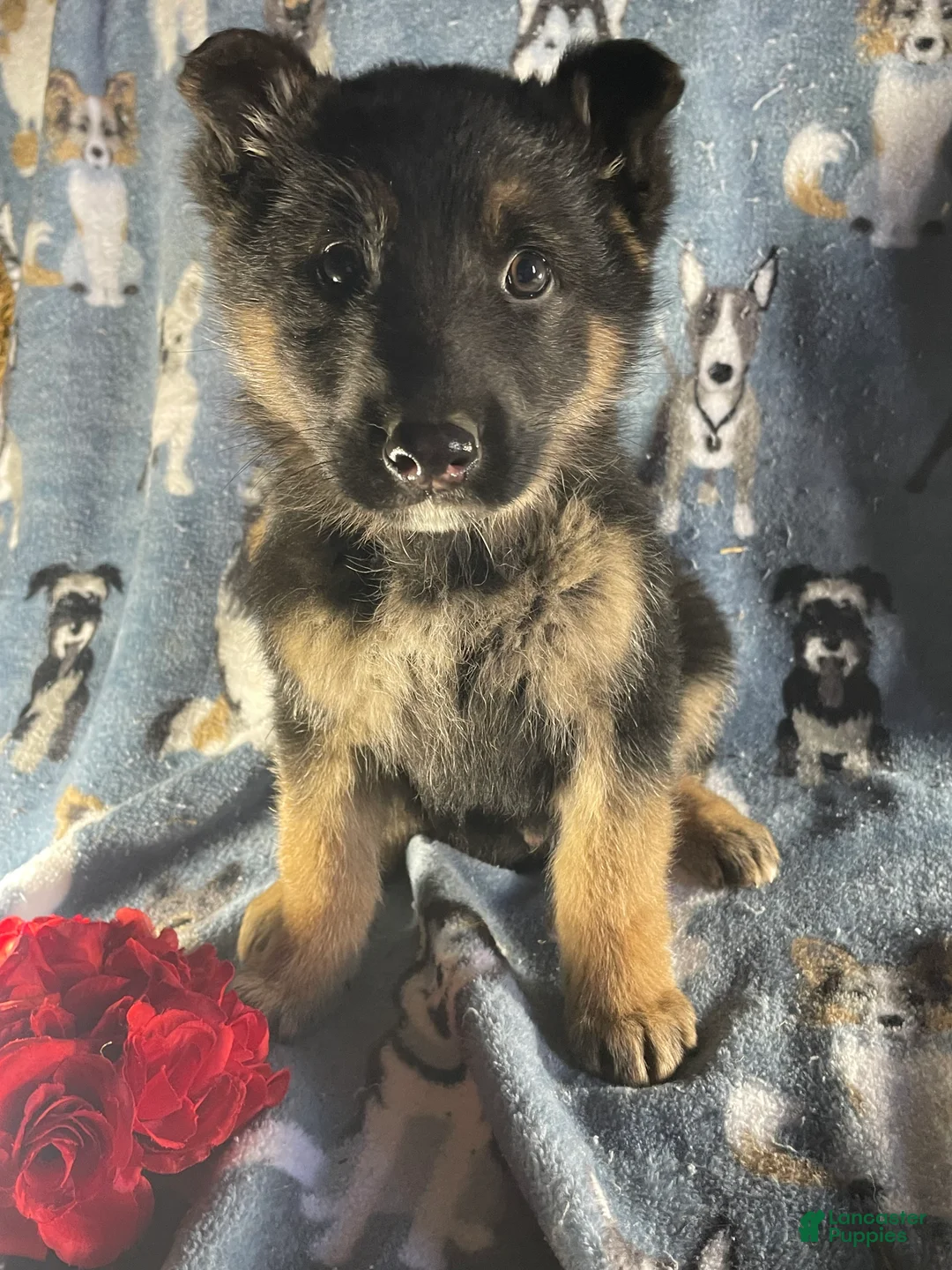 German Shepherd dogs for sale: Bear - Ad 1