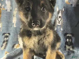 German Shepherd dogs Bear - Ad 1