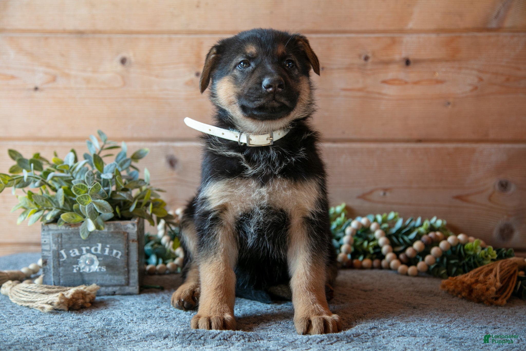 German Shepherd dogs Spree - Ad 24