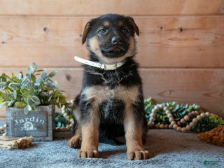 German Shepherd dogs Spree - Ad 14